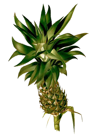 ananas.png