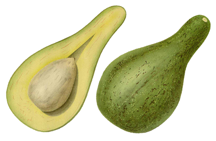 drawing: avocado.png