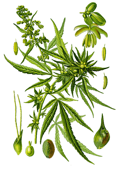 drawing: cannabis.png