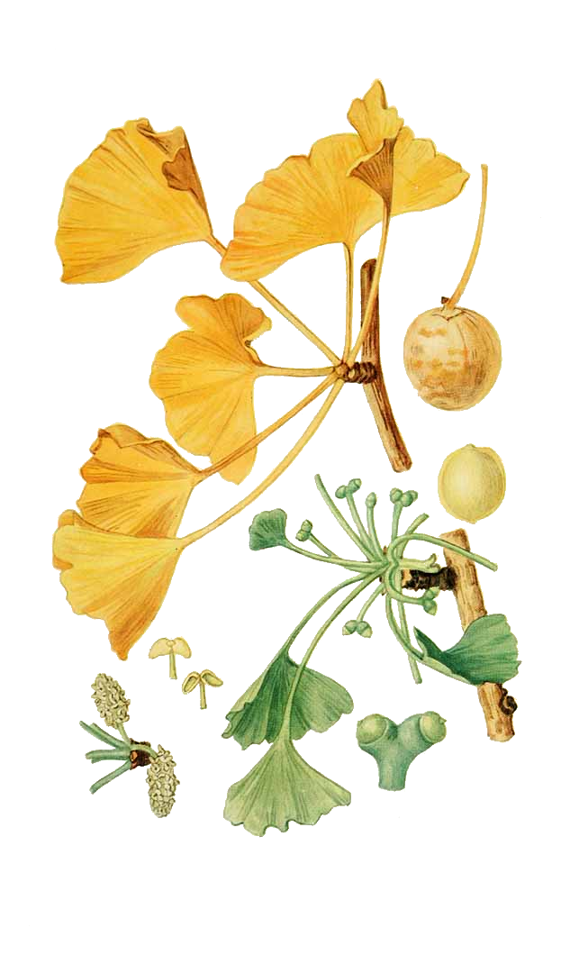 drawing: ginkgo.png
