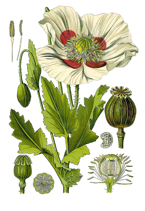 drawing: schlafmohn.png