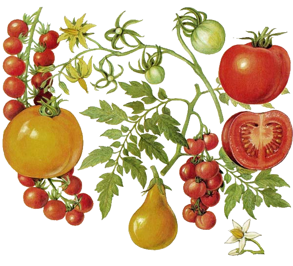 drawing: tomate.png