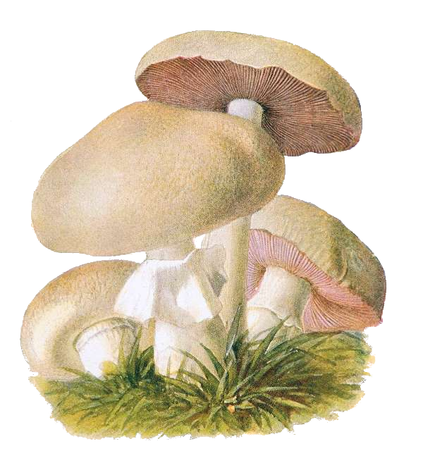 drawing: champignon.png